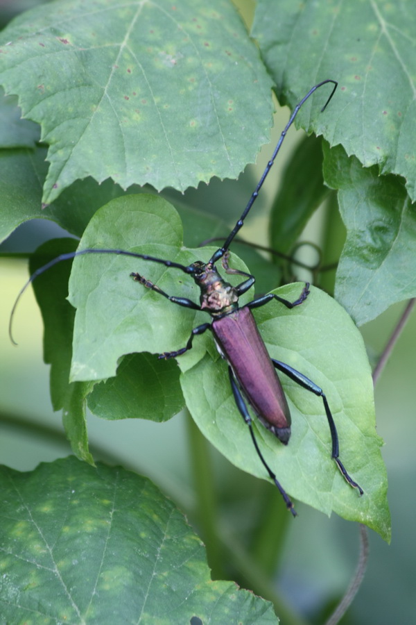 Coleoptero da id dalla Grecia: Aromia moschata